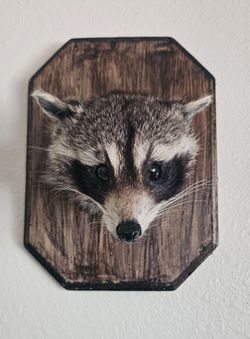 Raccoon Head Mount Taxidermy