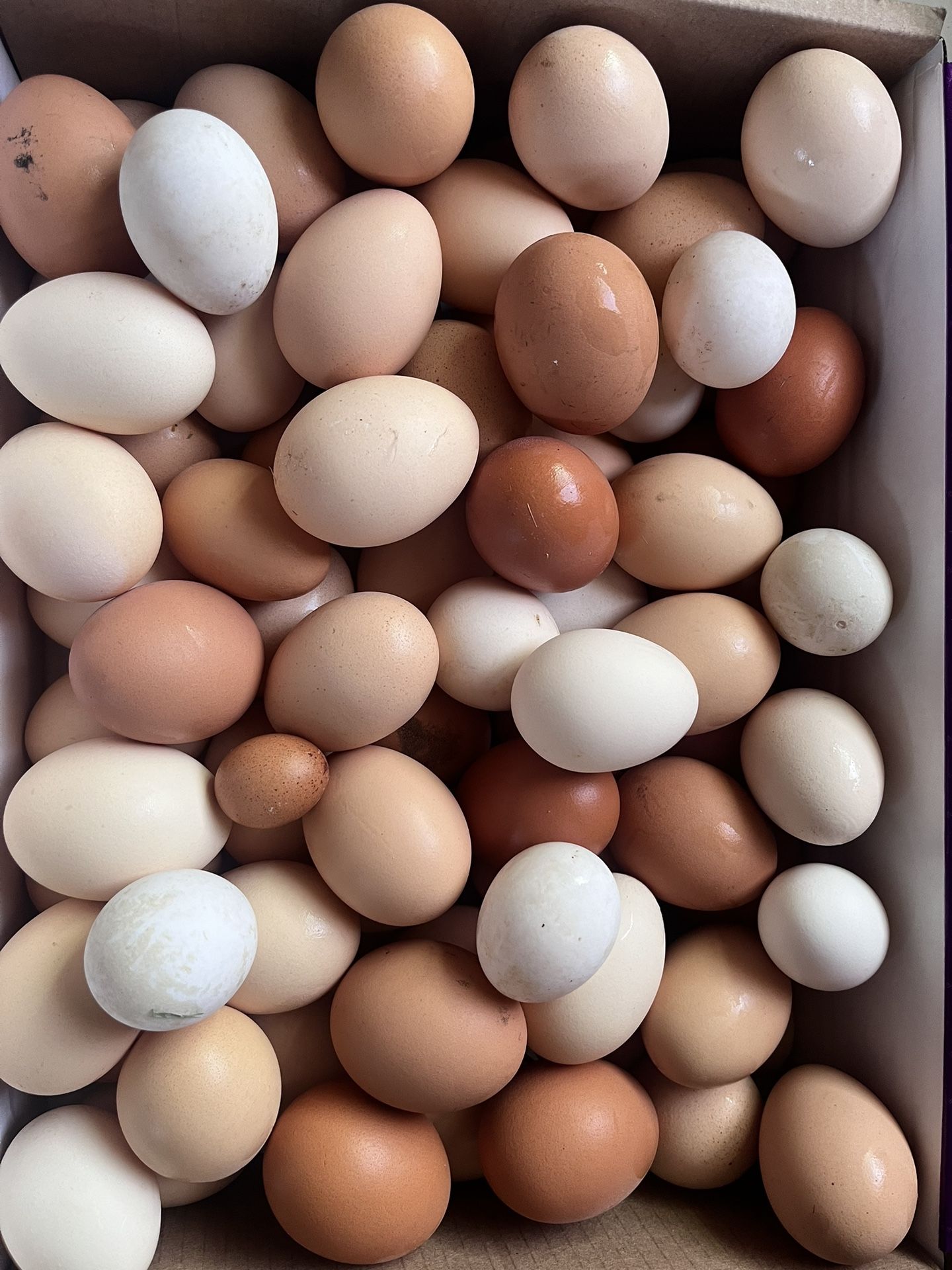 Farm 🥚