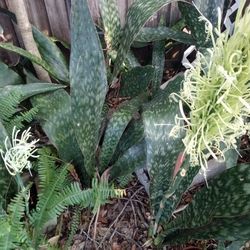 Snake Plants