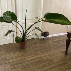 White Bird of Paradise Plant $40