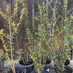 Olive Trees, 2 Foot Tall $20 Each