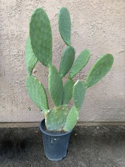 Planta De Nopal