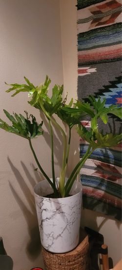Lacy Tree plant