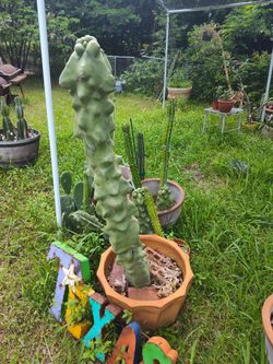 Big Totem Pole Cactus