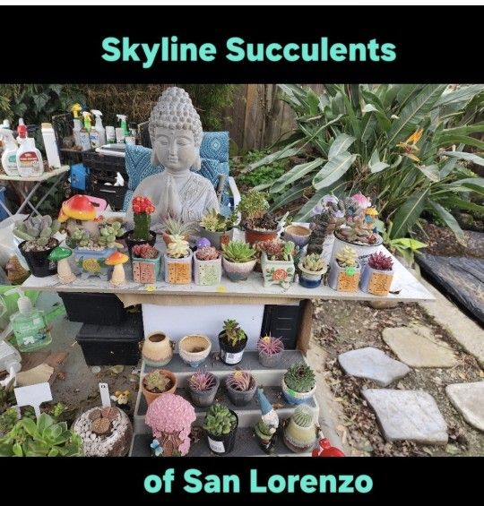 PLANT AND ANEONIUM SALE SATURDAY AND NEXT WEEK IN SAN LORENZO. CONTACT ME