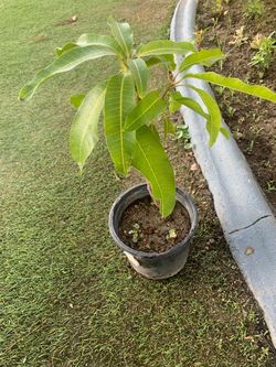 Mango Tree Seedling in Pot