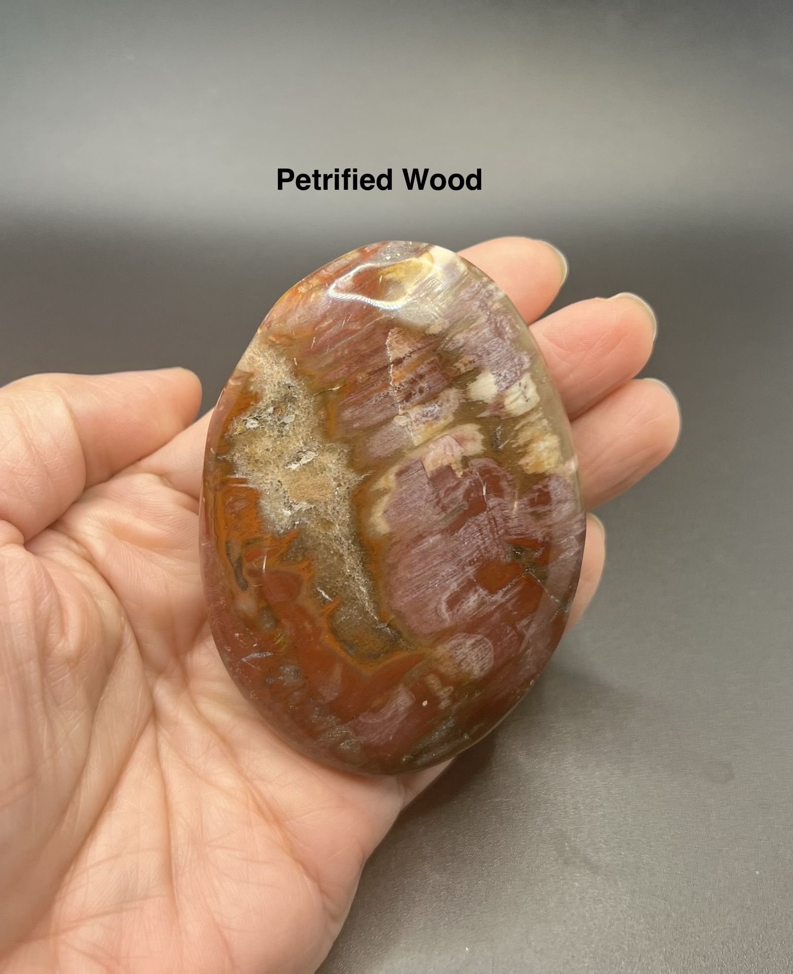 Petrified Genuine Wood Palm Stone 168g RARE