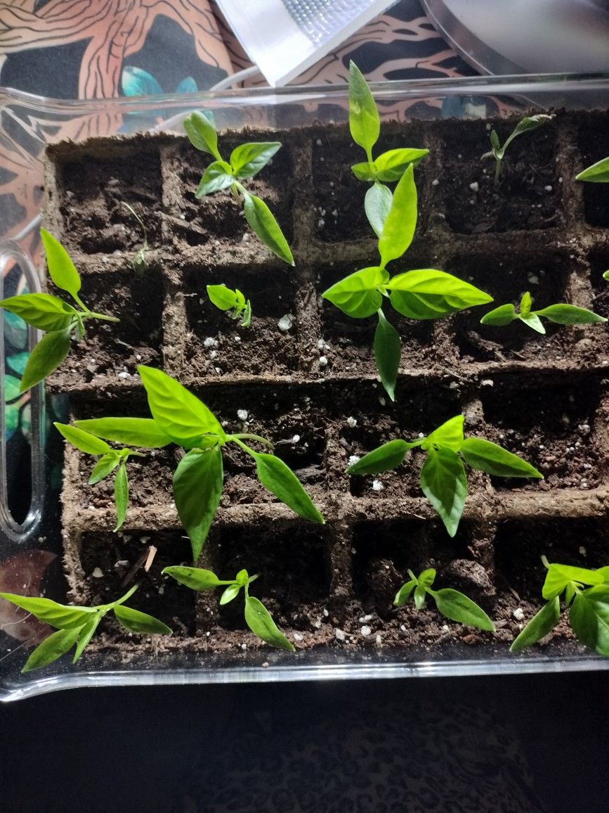 Red Bell Pepper Baby Plants Seedlings 