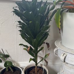 Tall Live Plant