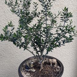 Bonsai Olive Plants $70 Each Multiple Trunk