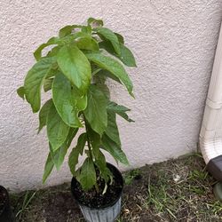 Avocado Plant  