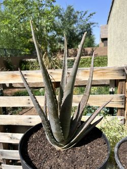 Aloe Barbadensis 