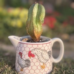 Rooster Creamer Mug Succulent Plant Arrangement 