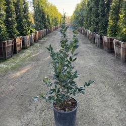 Ligustrum Waxleaf Privet Hedge
