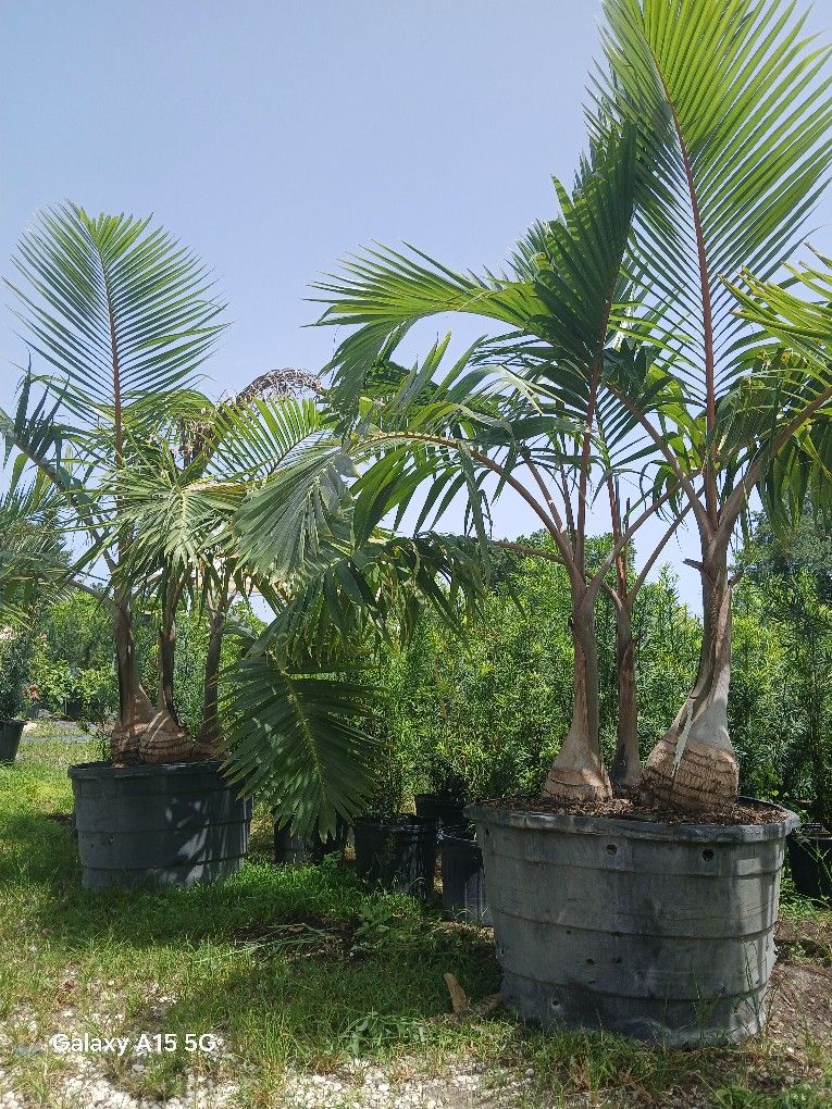 Large Triple Bottle Palm On Sale $350