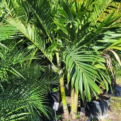 Christmas Palm 