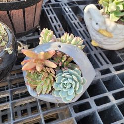 Succulent Arrangements 