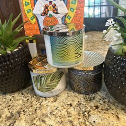 Aloe And Succulents 