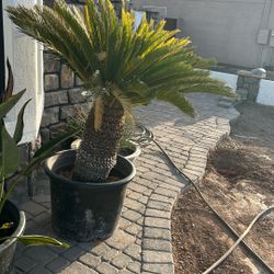 Sago Palm