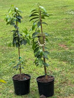 SourSop Tree  (great Benefit Plant)