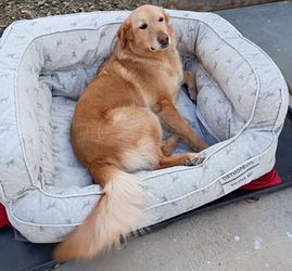 3 Nearly New Padded Orthopedic Dog Beds