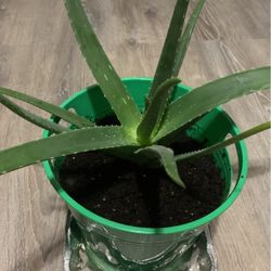 Aloe- Vera 