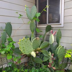 Prickly pear cactus starts
