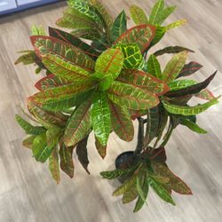 Plant