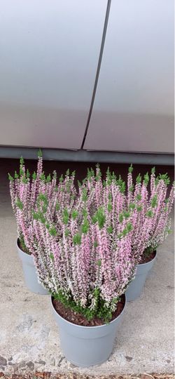 Fresh and Fragrant Pink Calluna Tree 🪴 $15 each