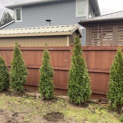 Thuja Green Giant Evergreen Tree 6’