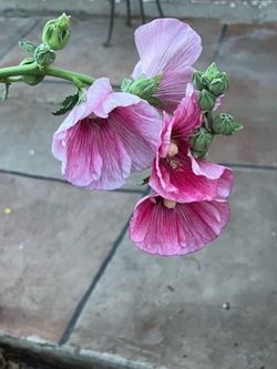 Pink Hollyhocks Flower Plants