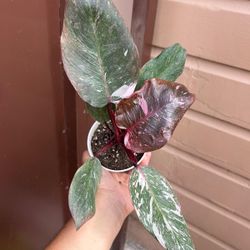 4” Pink Princess Marble Galaxia 