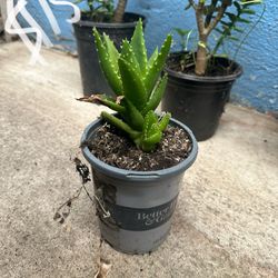Ornamental Aloe Plant