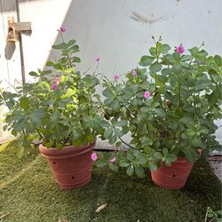 Purple flowers $15 each