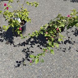 Bougainvillea 
