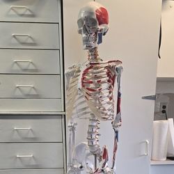Skeleton Anatomy Study w/ Stand,  Skeletal & Muscle Flashcard Study Set