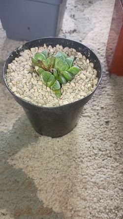 Haworthia Retusa