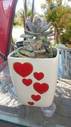 Nice succulent
