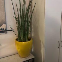 Large Healthy Snake Plant In Yellow Ceramic Pot