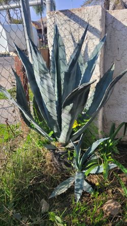 Maguey