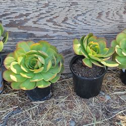 Succulents And Blue Agave Pups 