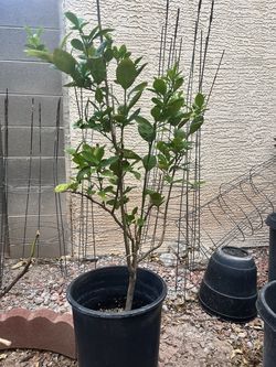 Calamunding or calamansi