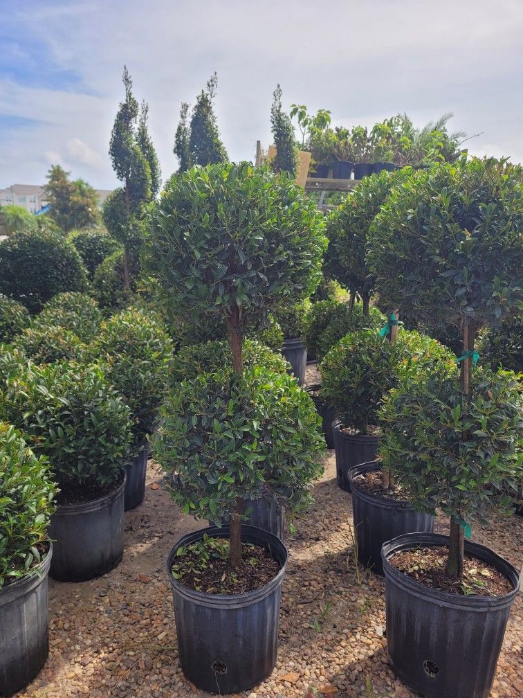 Topiaries Small 