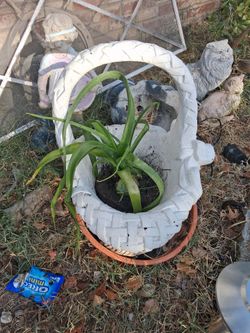 White Concrete Basket Planter