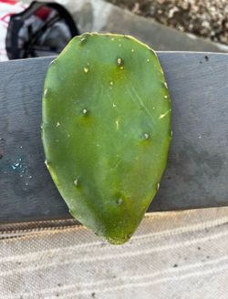 Potted plants, succulents, cactus