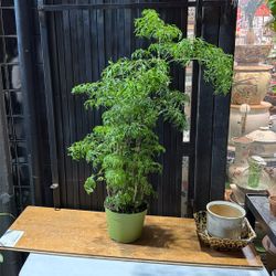 feng hui  ming tree  for good energy 