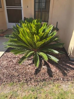 2- Large Healthy Sago Palm