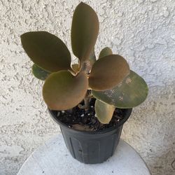 1 Gallon Pot Succulent Plant - Kalanchoe Orgyalis - Copper Spoons - Rooted & Stablished Plant- Drought Resistant 🪴 