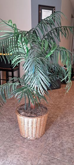 Artificial Plant