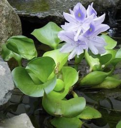 Eichhornia Crassipes - Water Hyacinth
